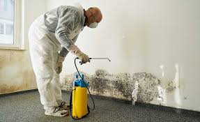 Best Environmental Consulting for Mold Prevention  in Old Westbury, NY