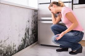 Trusted Old Westbury, NY Mold Removal & Remediation Experts